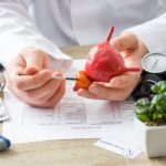 Médico indicando las zonas de una réplica de una próstata
