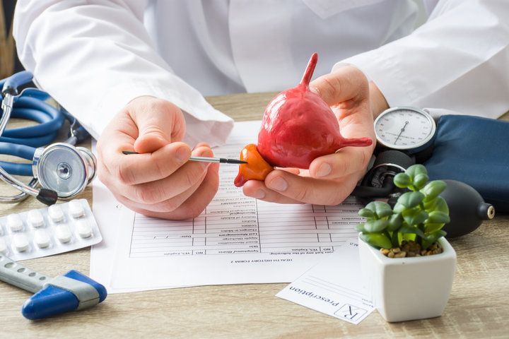 Médico indicando las zonas de una réplica de una próstata